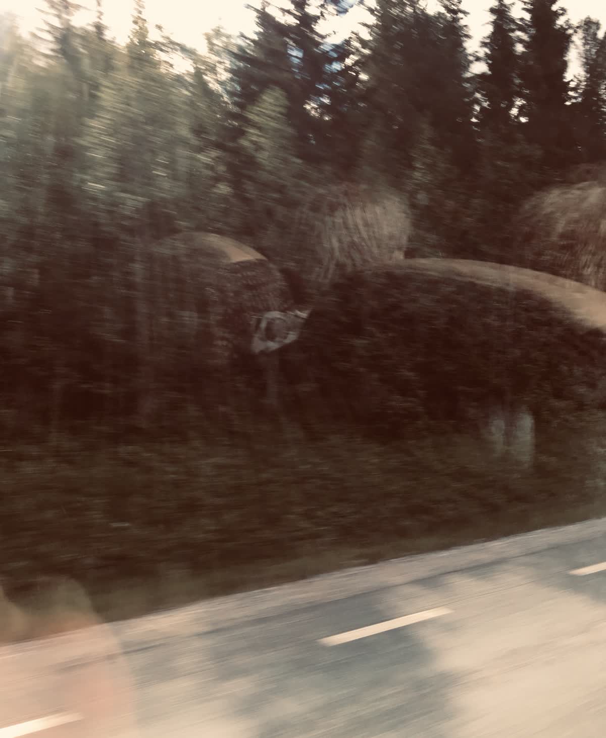 A blurred image of a forest taken from the inside of a bus at full speed.