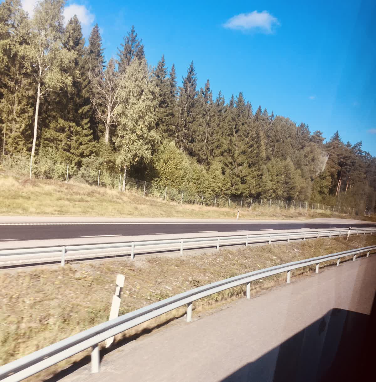 A forest from the view of a bus