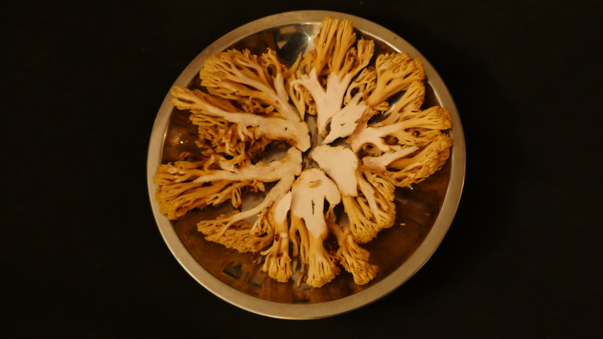 A cabbage on a plate, that resembles a human brain.