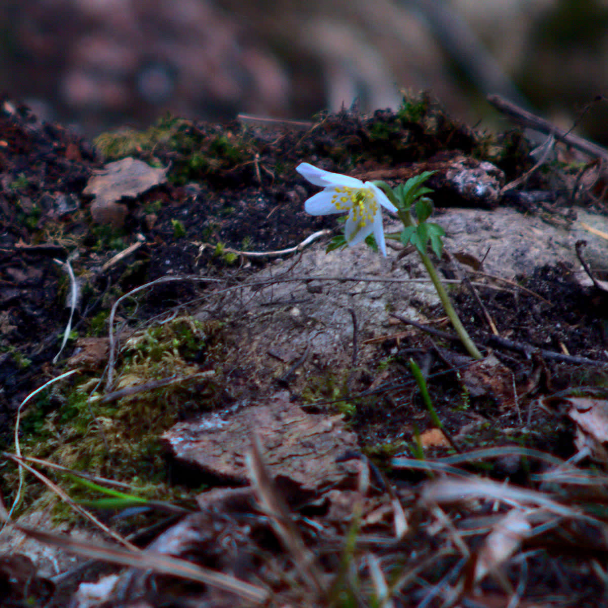 Närbild på en liten vit blomma.