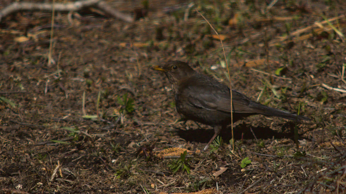 A blackbird on the ground hunting worms.