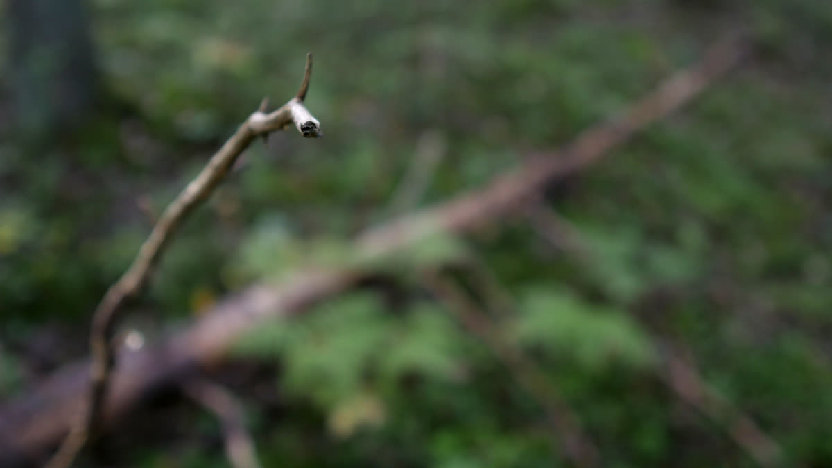 A branch in a forest.