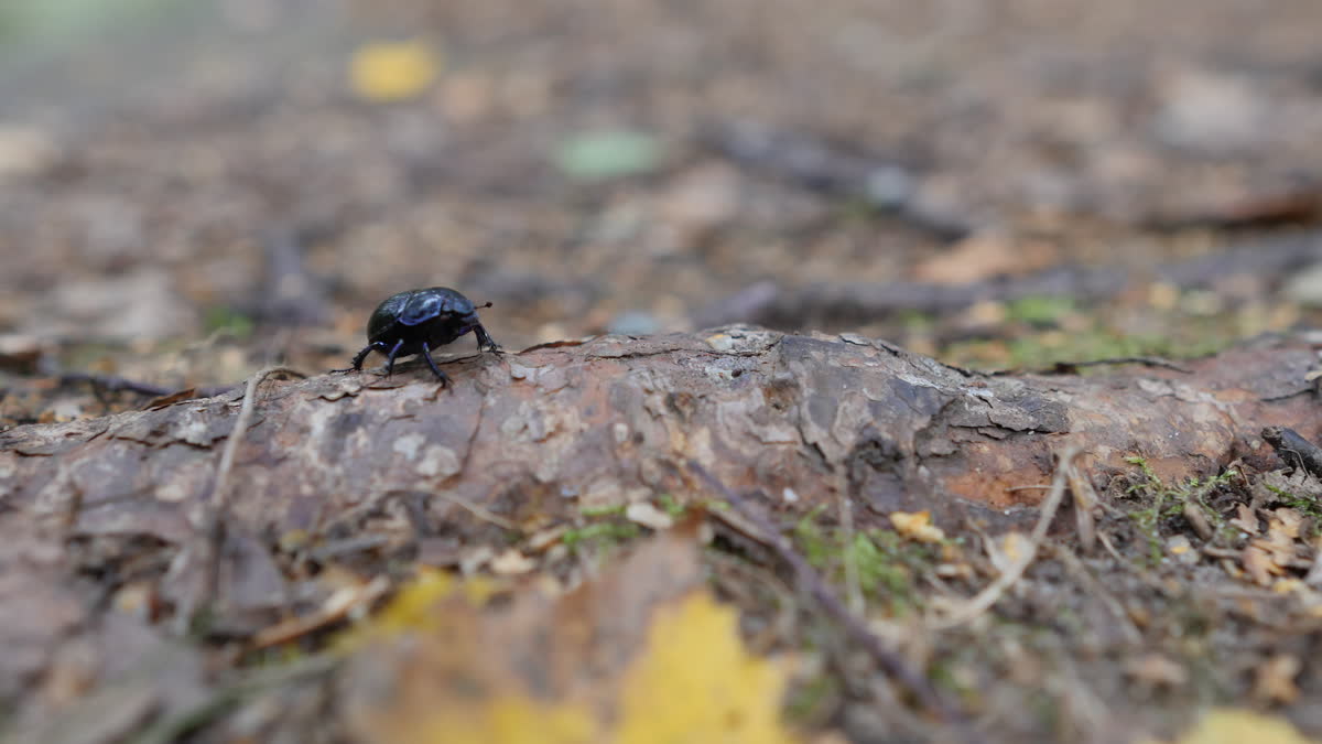 A beetle on a tree's roots.