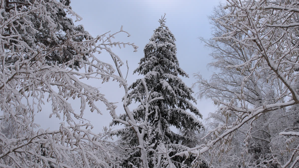 A tree in a snowy surrounding.